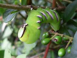 Image of privet hawk-moth