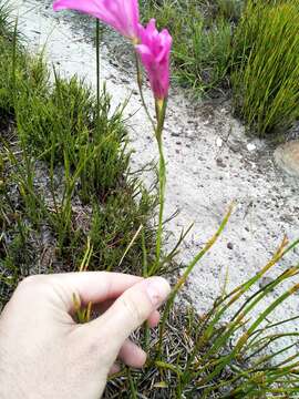 Image of Gladiolus ornatus Klatt