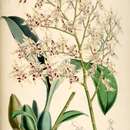 Image of Oncidium gloriosum (Linden & Rchb. fil.) M. W. Chase & N. H. Williams