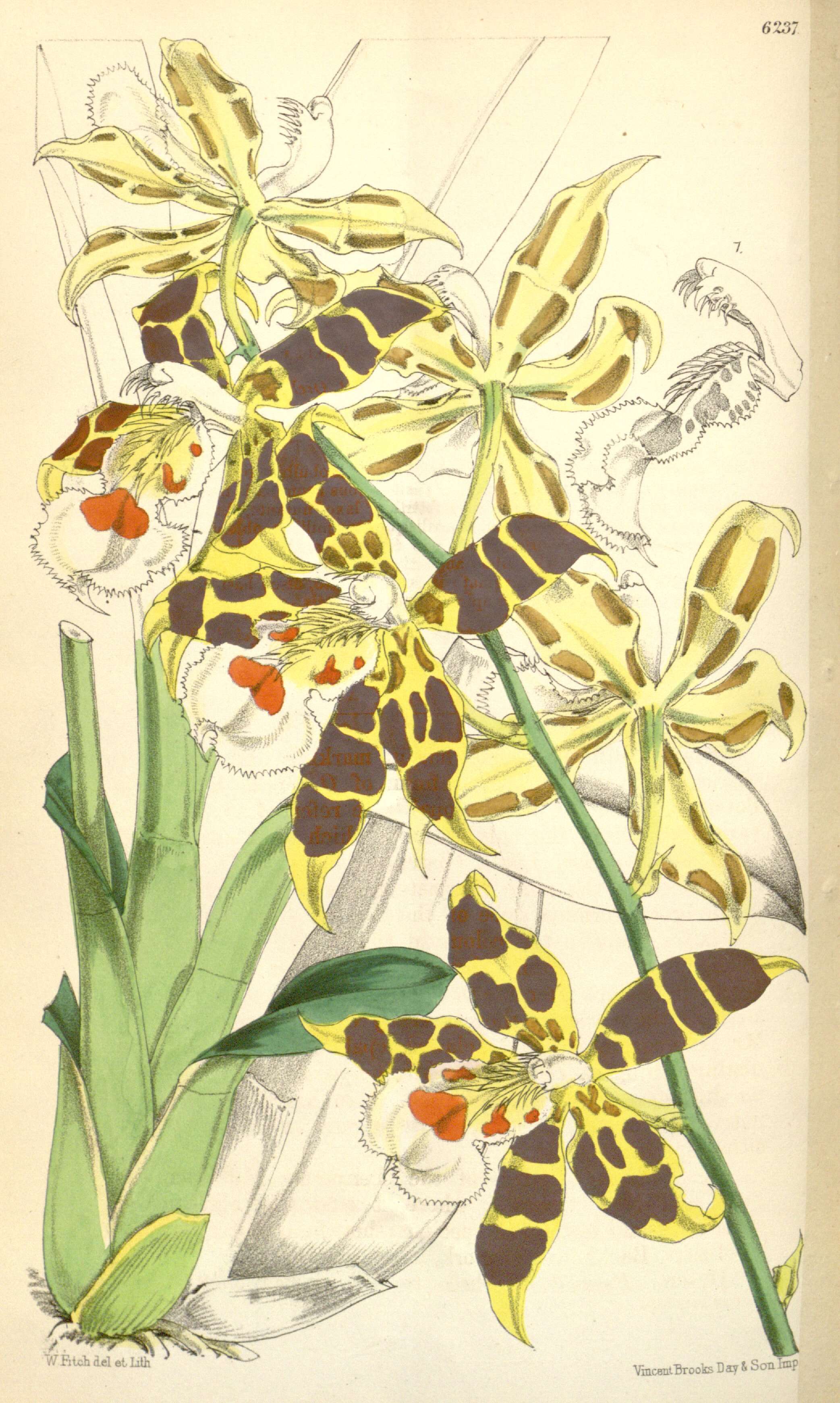 Image of Oncidium hallii (Lindl.) Beer