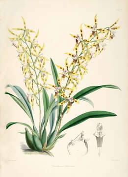 Image of Oncidium lindleyoides M. W. Chase & N. H. Williams