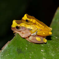 Dendropsophus leucophyllatus (Beireis 1783) resmi