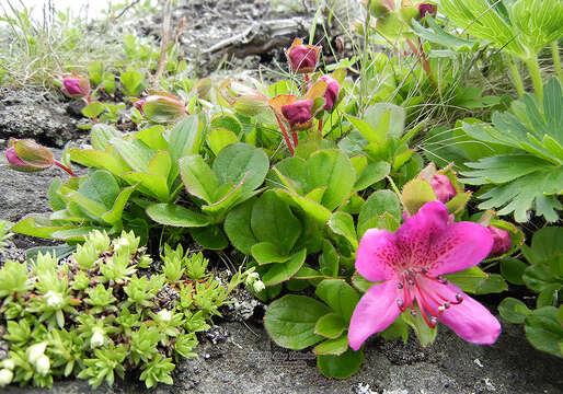 Imagem de Rhododendron camtschaticum Pall.