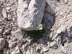 Imagem de Papaver alpinum L.