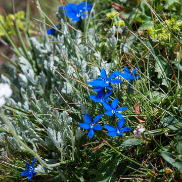 Image of Achillea clavennae L.