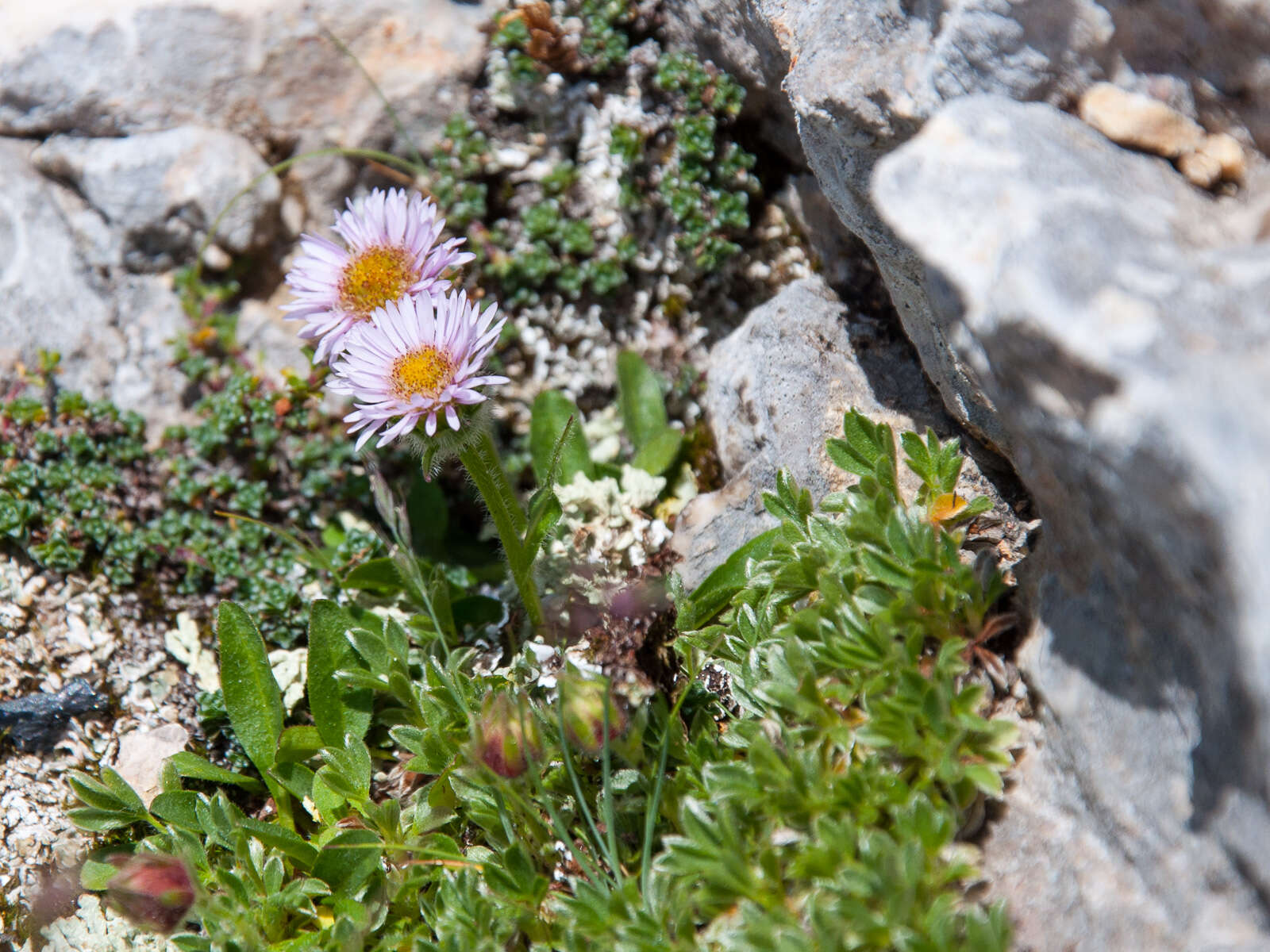 Image of alpine fleabane