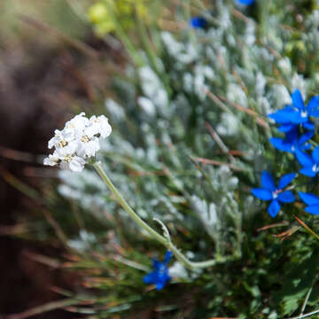 Achillea clavennae L. resmi