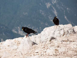 Image of Alpine Chough