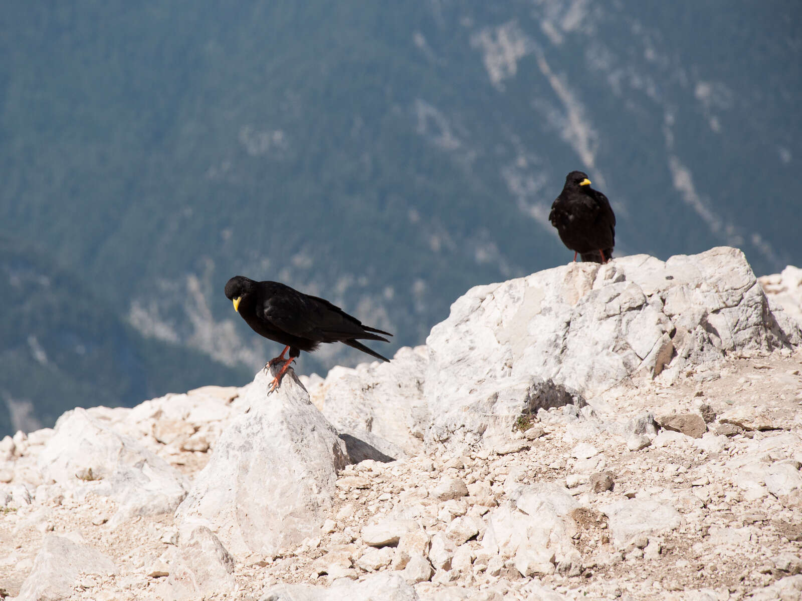 Image of Alpine Chough