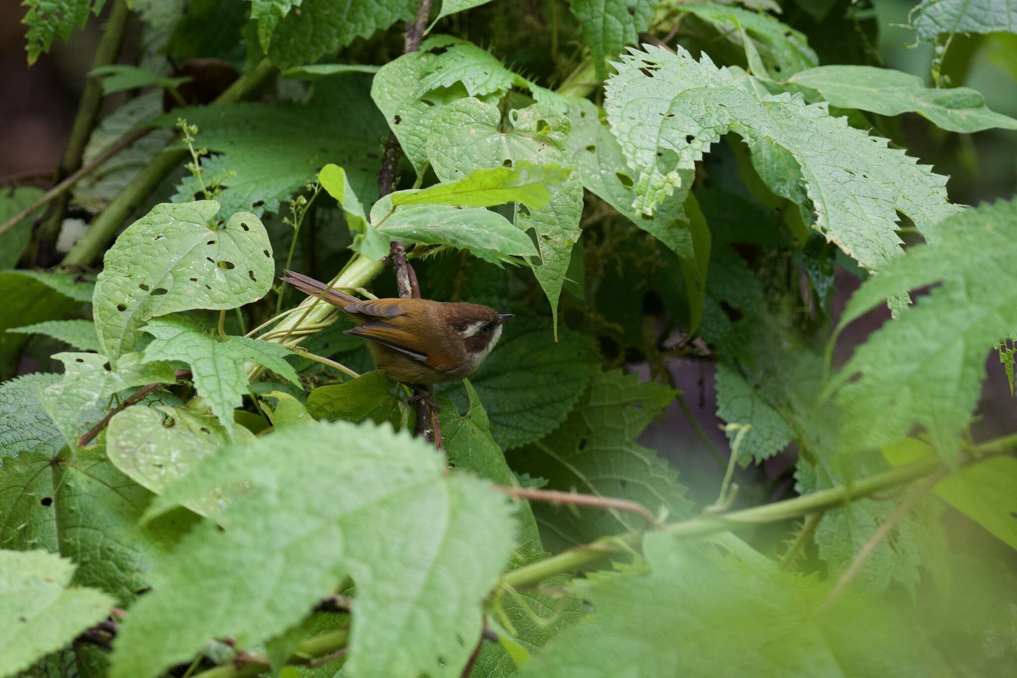 Image of White-browed Fulvetta