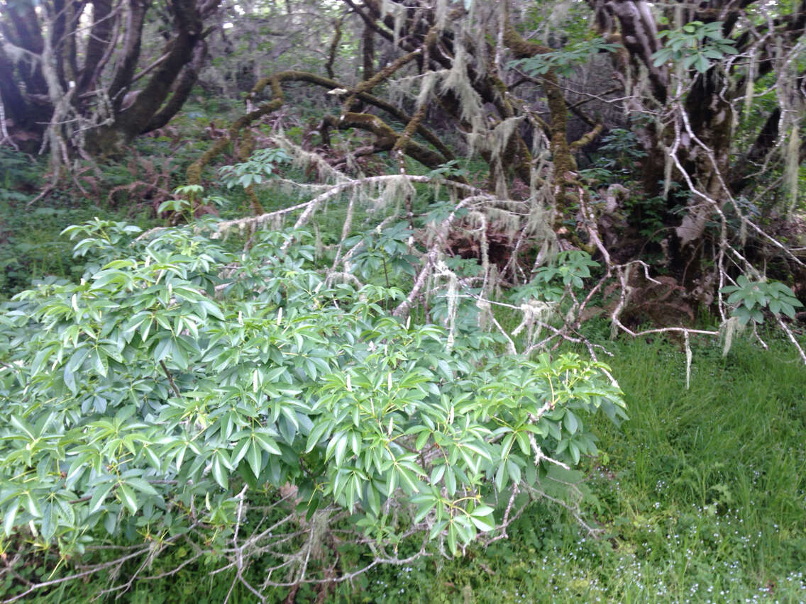 Image of California buckeye