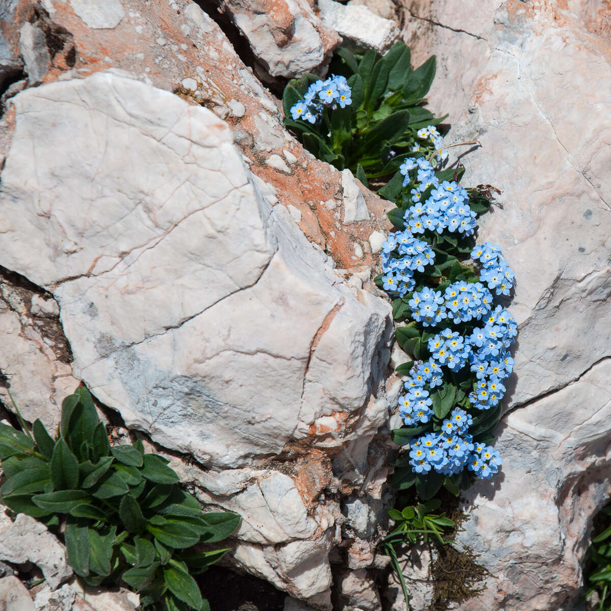 Image of Alpine forget-me-not