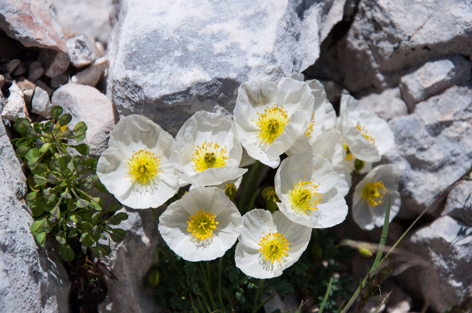 Imagem de Papaver alpinum L.