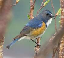 Image of Orange-flanked Bush-Robin