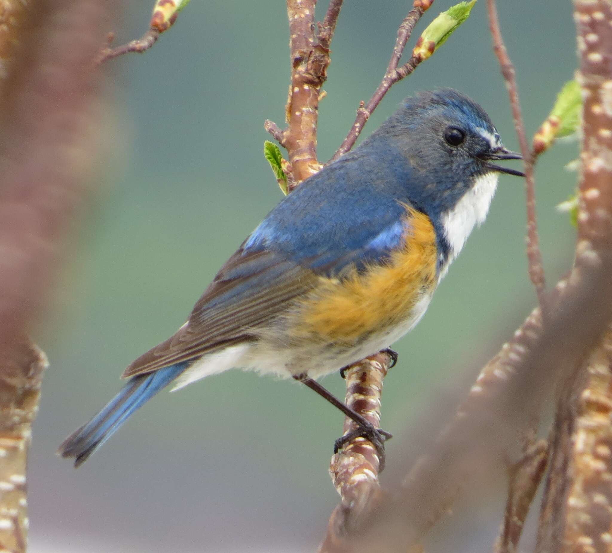 Image of Orange-flanked Bush-Robin