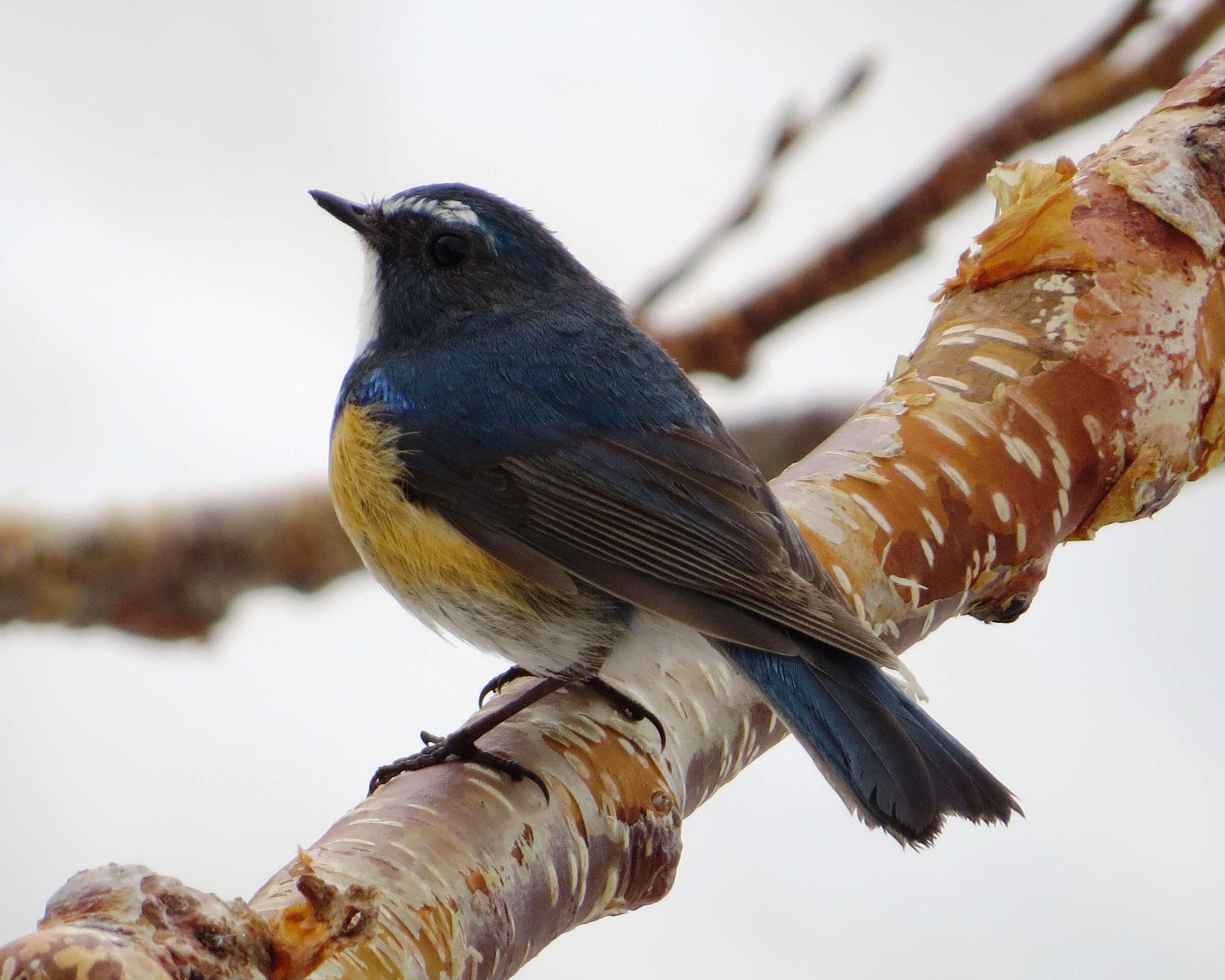 Image of Orange-flanked Bush-Robin