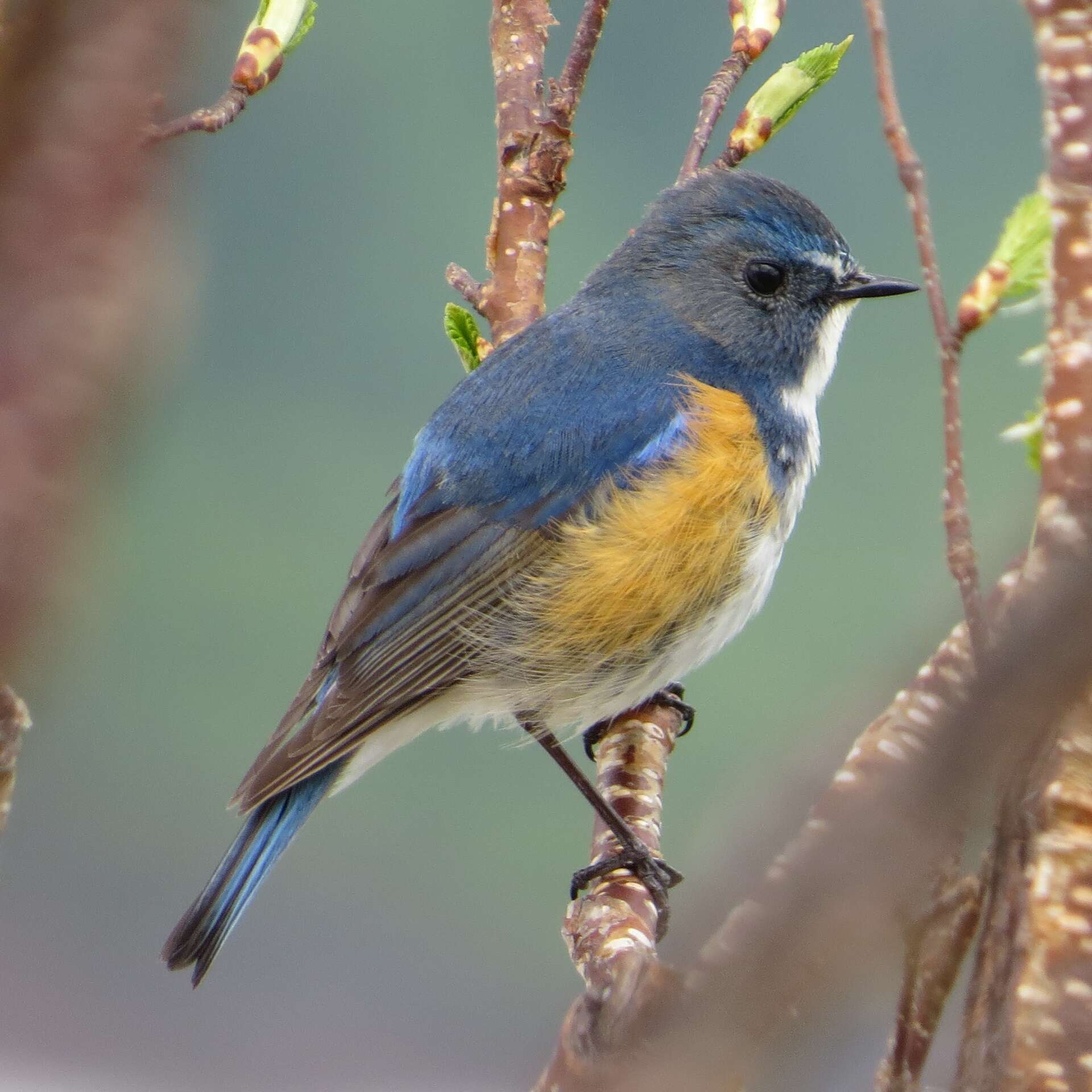 Image of Orange-flanked Bush-Robin