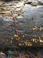 Image of Calocera cornea (Batsch) Fr. 1827