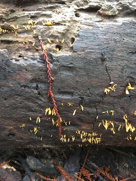 Imagem de Calocera cornea (Batsch) Fr. 1827