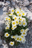 Imagem de Papaver alpinum L.