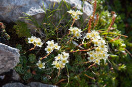 Image of Livelong Saxifrage