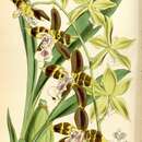 Image of Oncidium tripudians (Rchb. fil. & Warsz.) M. W. Chase & N. H. Williams