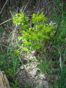 Image of Euphorbia carniolica Jacq.