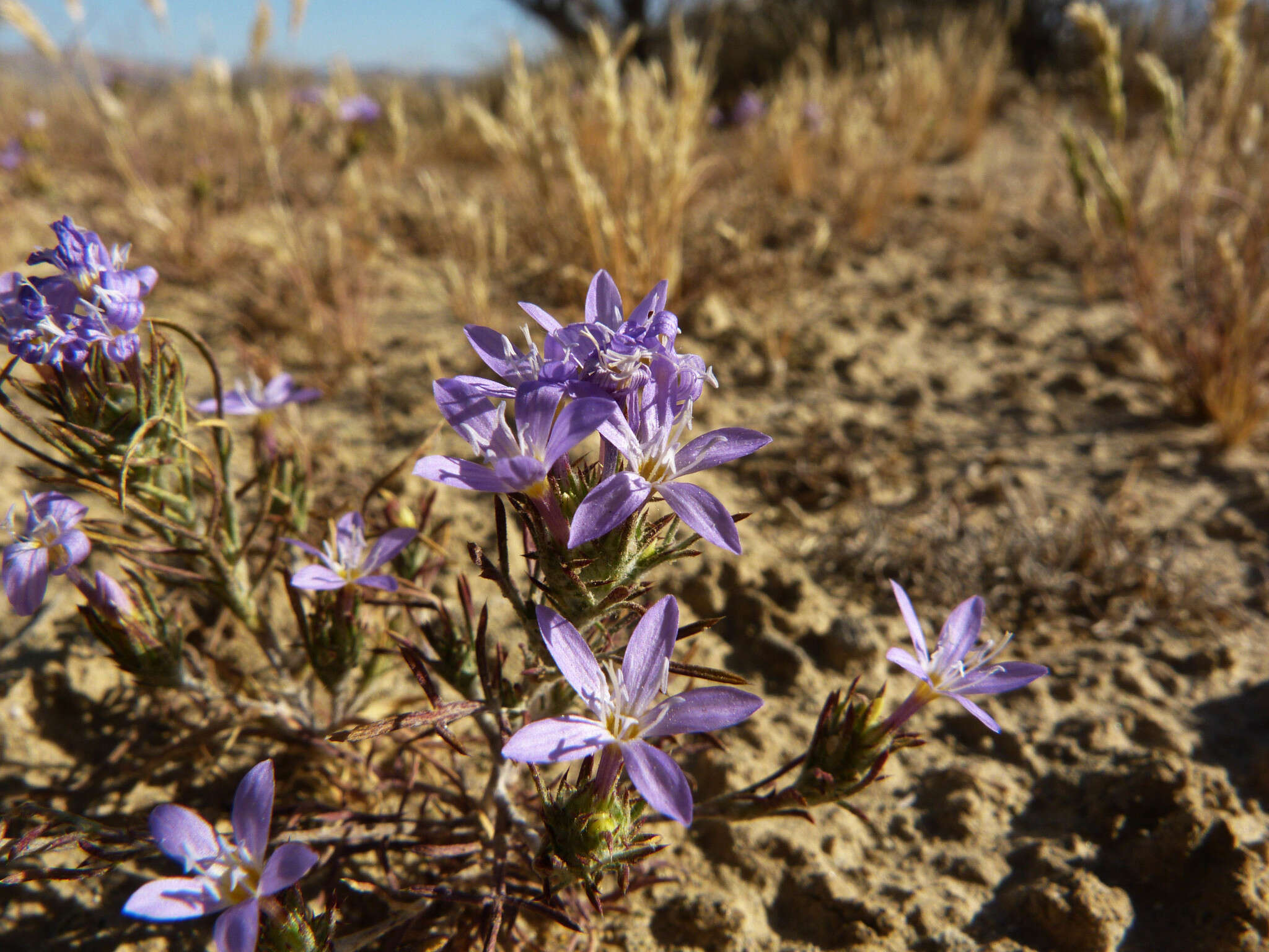 Image of Tehachapi woollystar