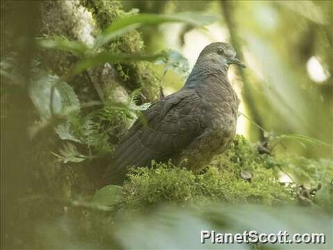 Image of Western Bronze-naped Pigeon