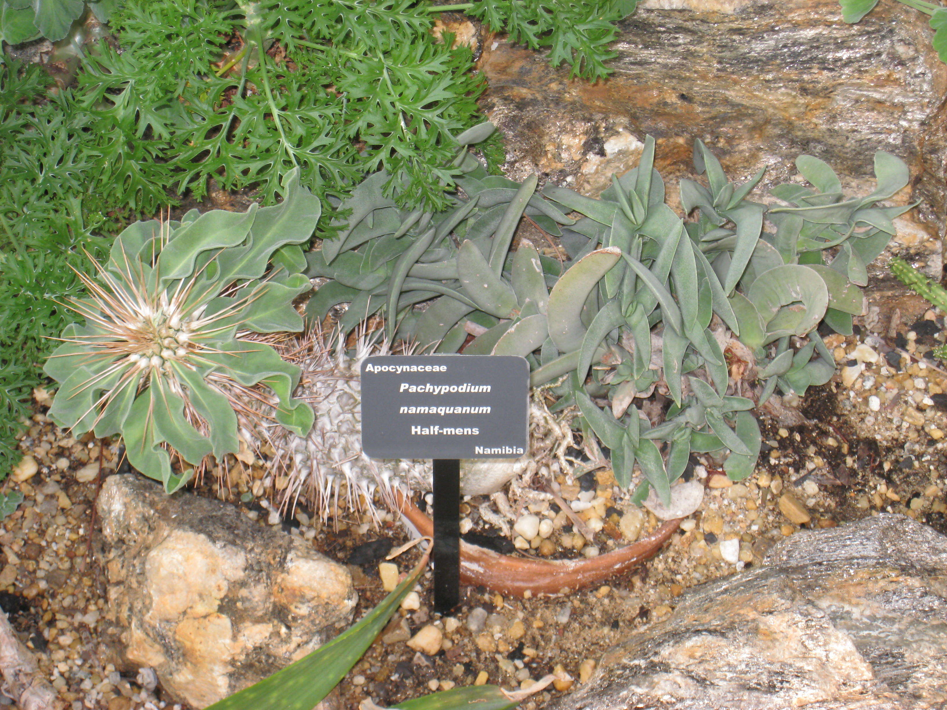 Image of Pachypodium namaquanum (Wyley ex Harv.) Welw.