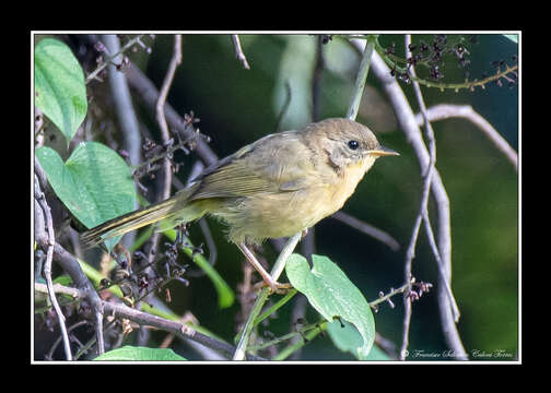 Image of Hooded Yellowthroat