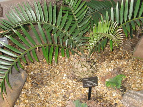 Image of Suurberg Cycad