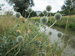 Echinops exaltatus Schrad.的圖片