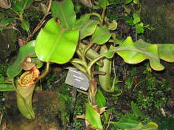 Image of Nepenthes chaniana C. Clarke, Chi. C. Lee & S. McPherson