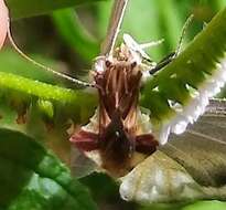 Image de Phymata fasciata (Gray 1832)