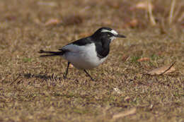 Image of Japanese Wagtail