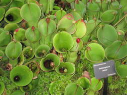 Image of Heliamphora minor Gleason