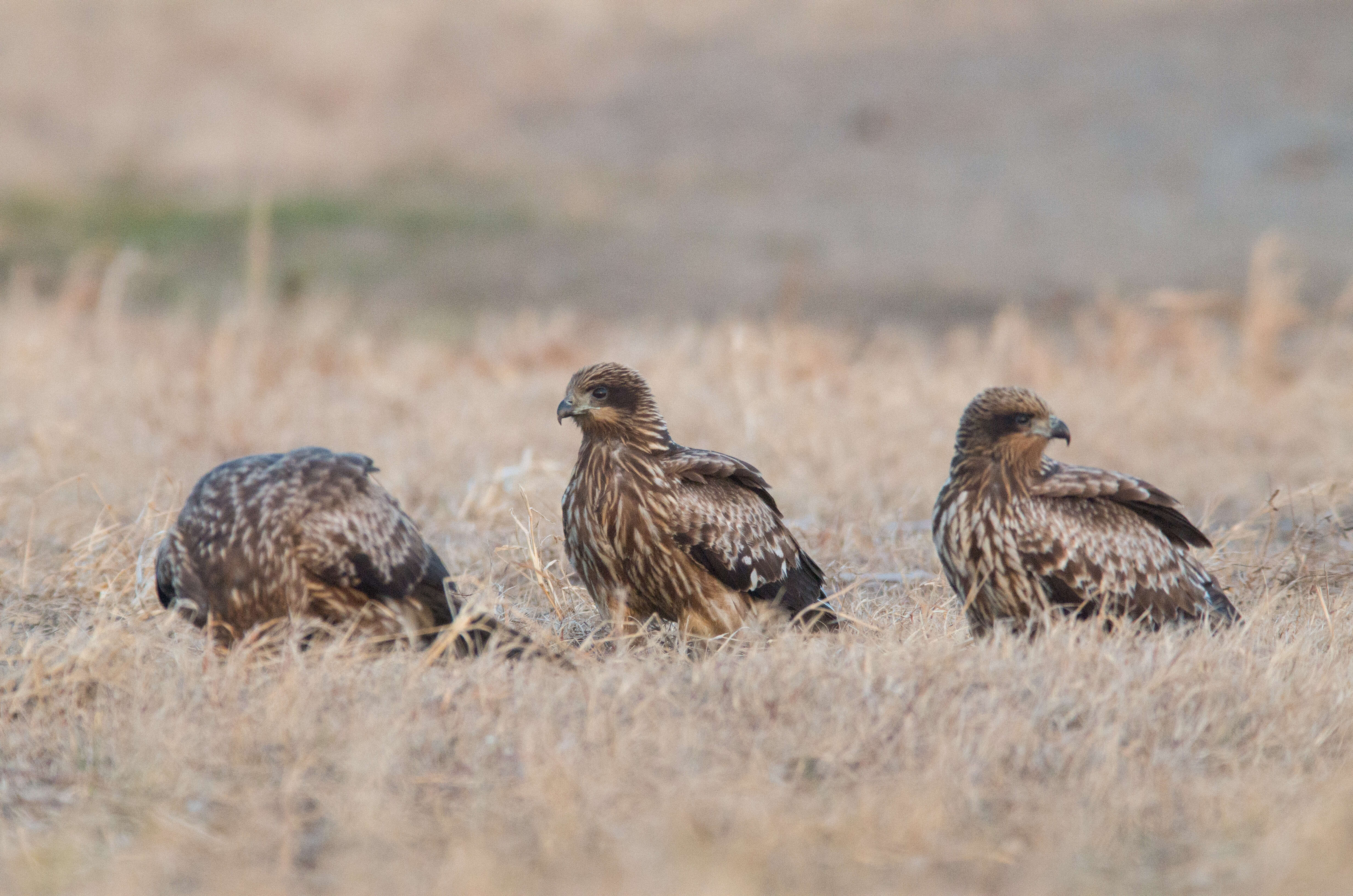 Image of Black Kite