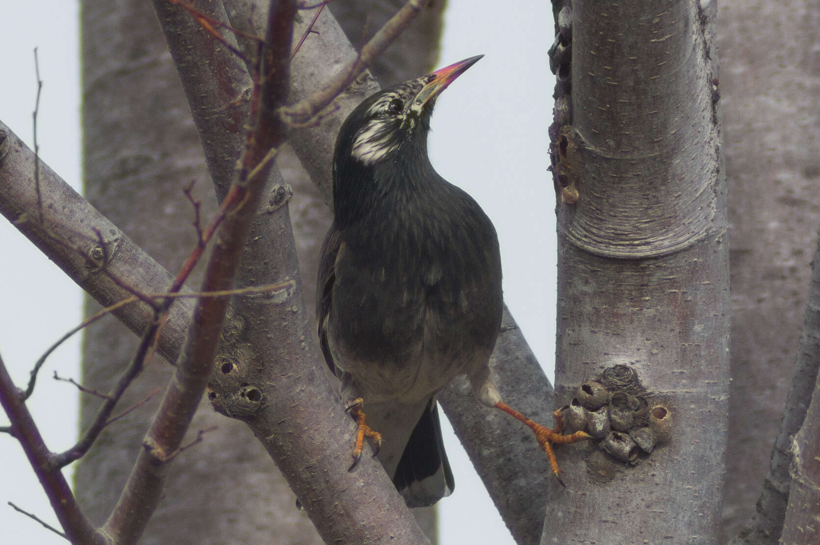 Image of White-cheeked Starling