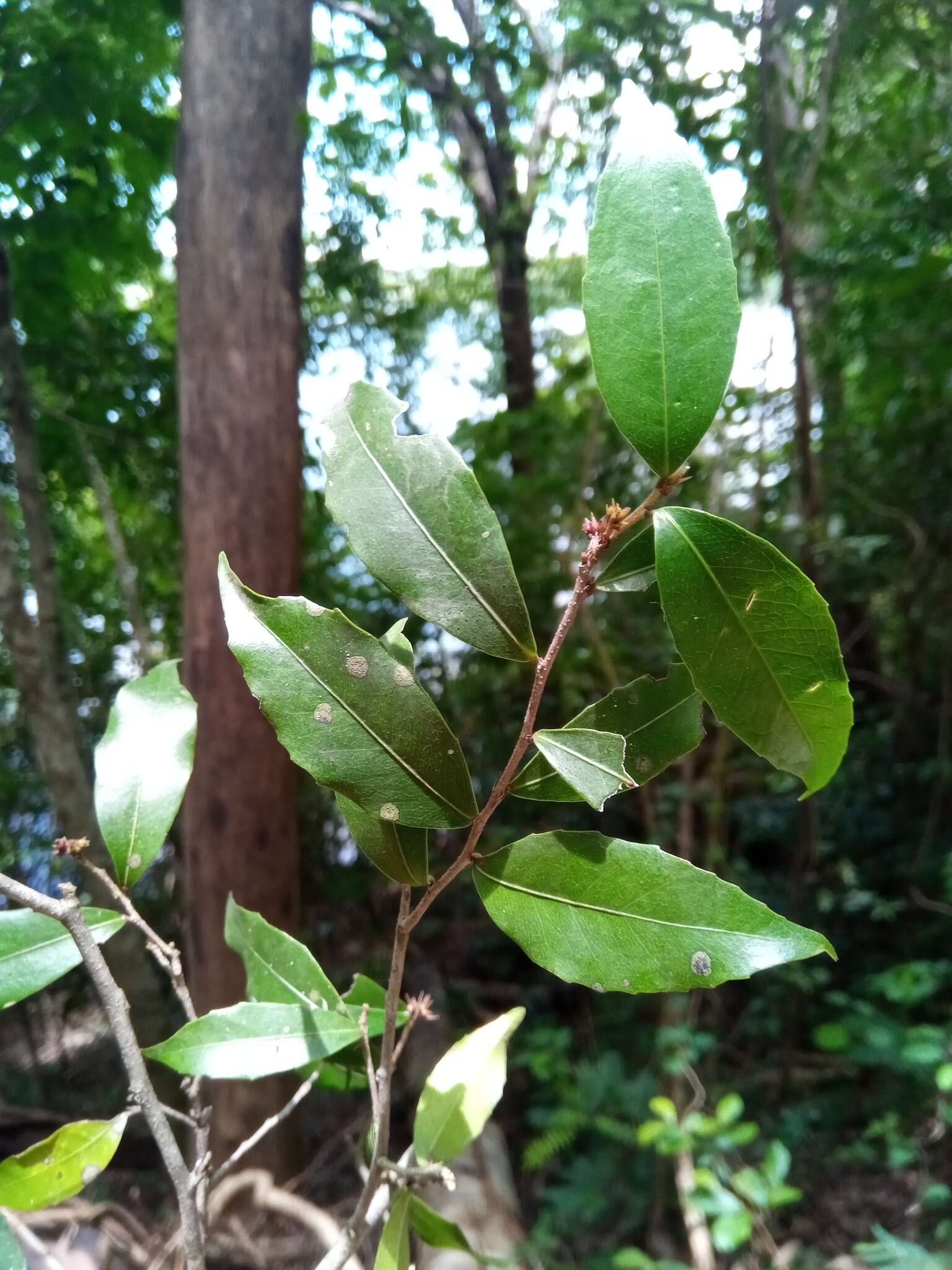 Image of Prockiopsis hildebrandtii Baill.