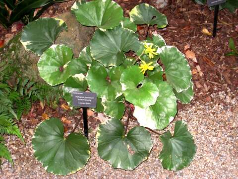 Image of Leopard plant