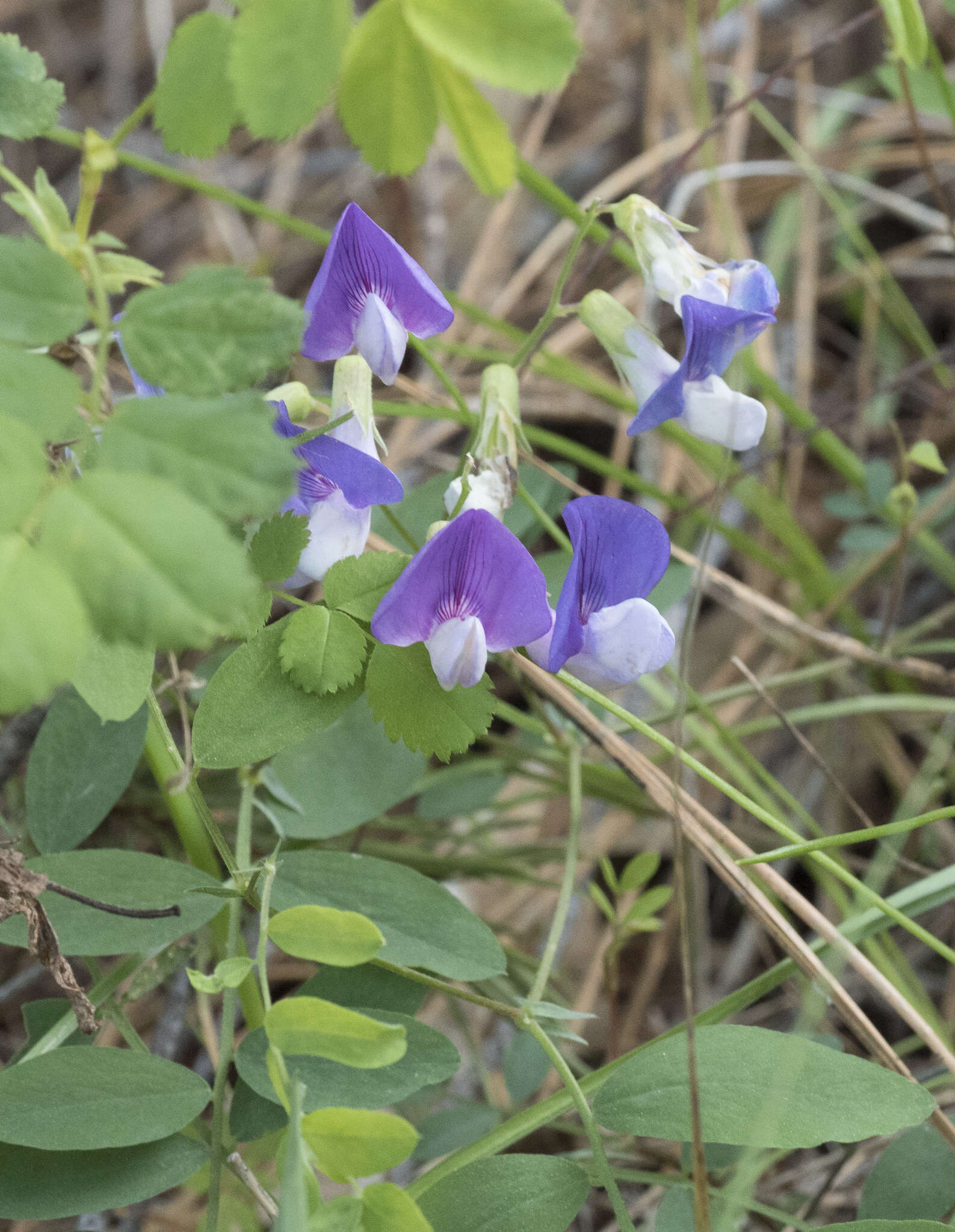 Imagem de Lathyrus nevadensis subsp. nevadensis