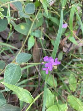 Image of Desmodium rhytidophyllum Benth.