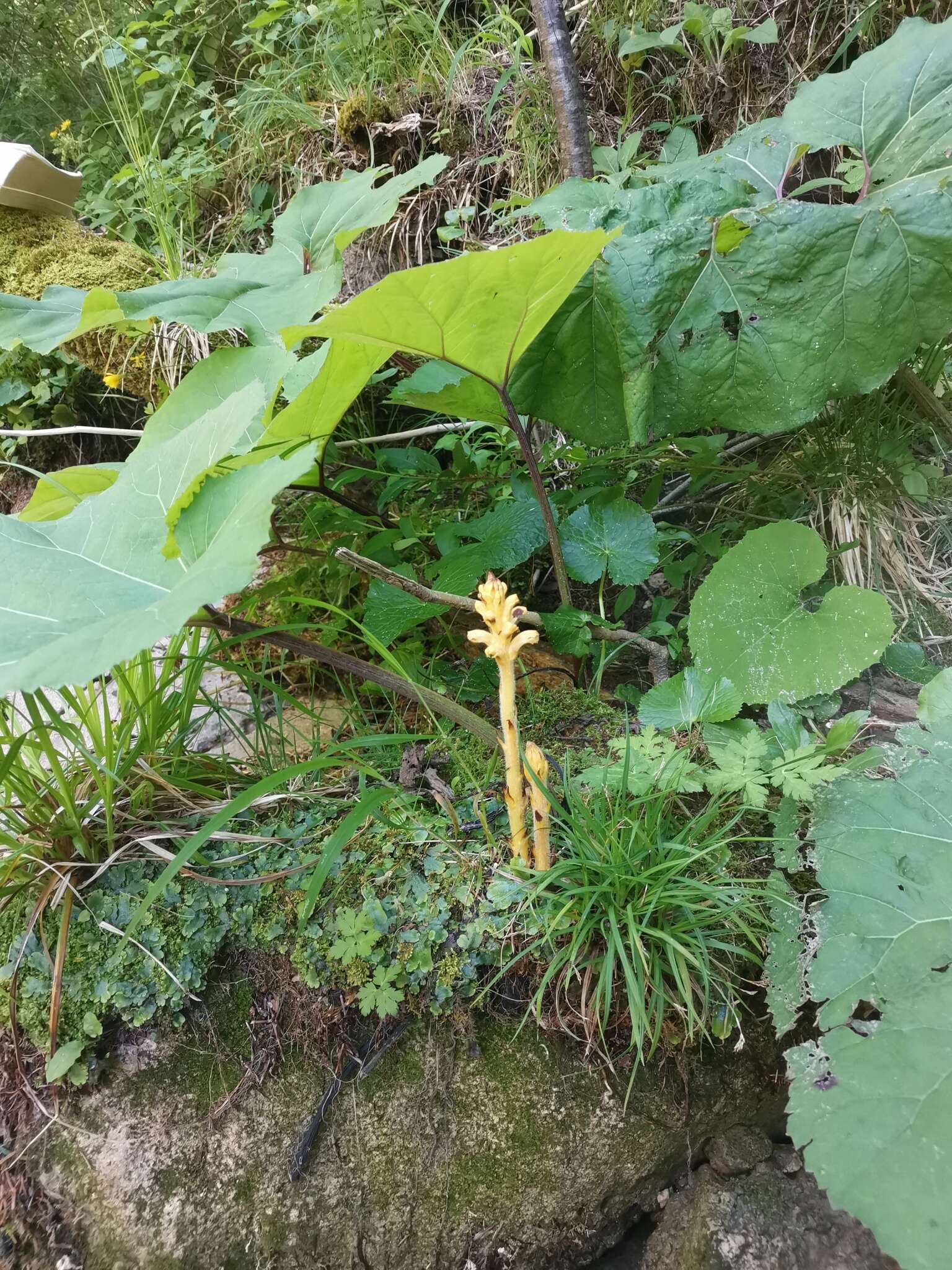 Image of Orobanche flava Mart.