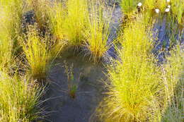 Image of Deschampsia cespitosa subsp. glauca (Hartm.) Tzvelev