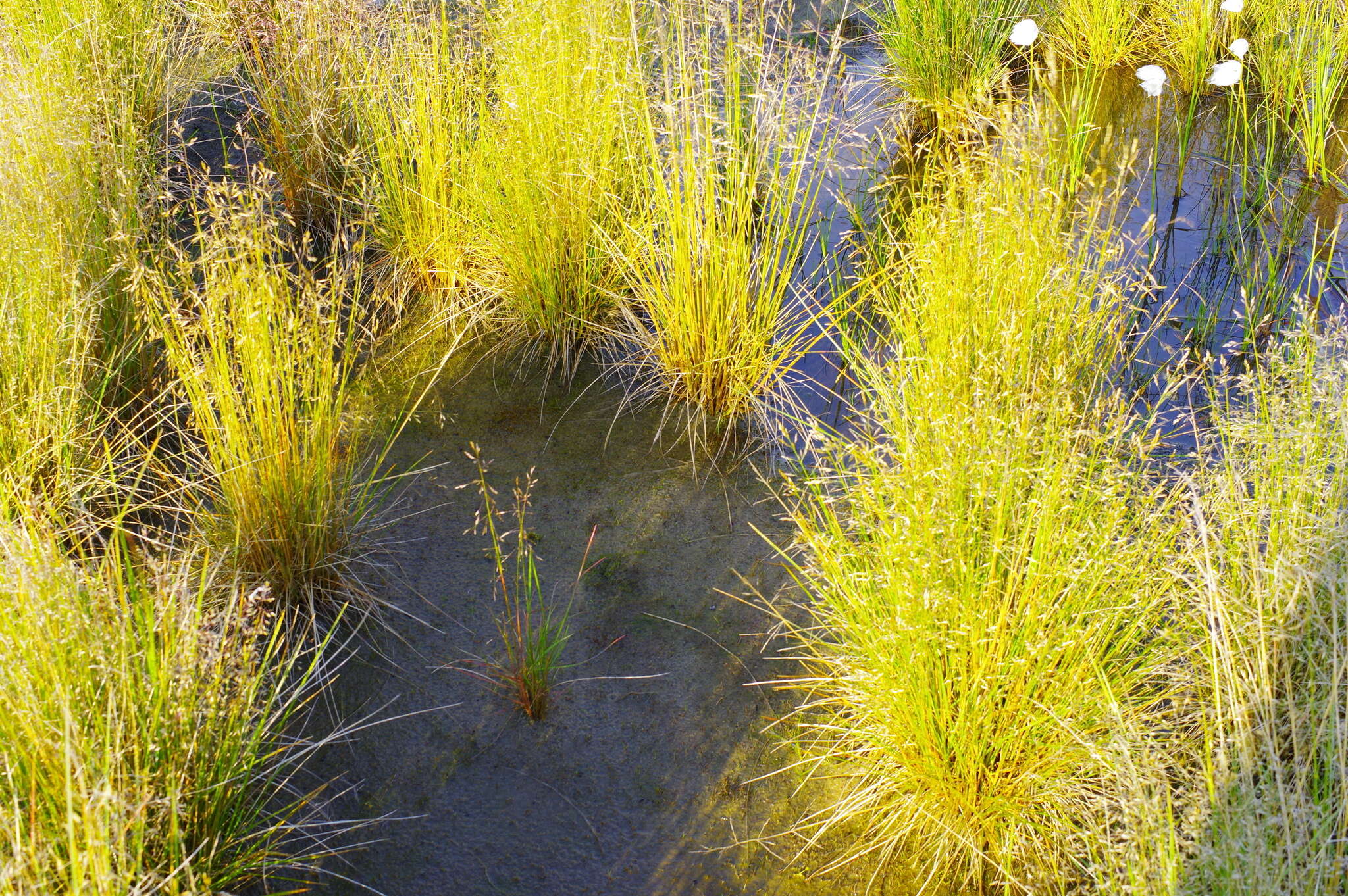 Image de Deschampsia cespitosa subsp. glauca (Hartm.) Tzvelev