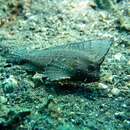 Image of Spiny leaffish