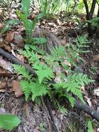 Sivun Woodsia obtusa (Spreng.) Torr. kuva