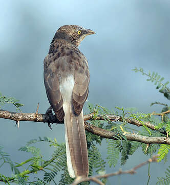 Image of Large Grey Babbler