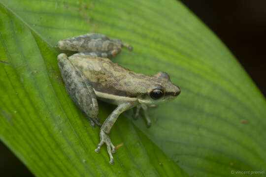 Image of Scarthyla goinorum (Bokermann 1962)